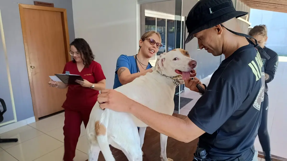Cães resgatados recebem treinamento policial e atendimento veterinário em Goiânia