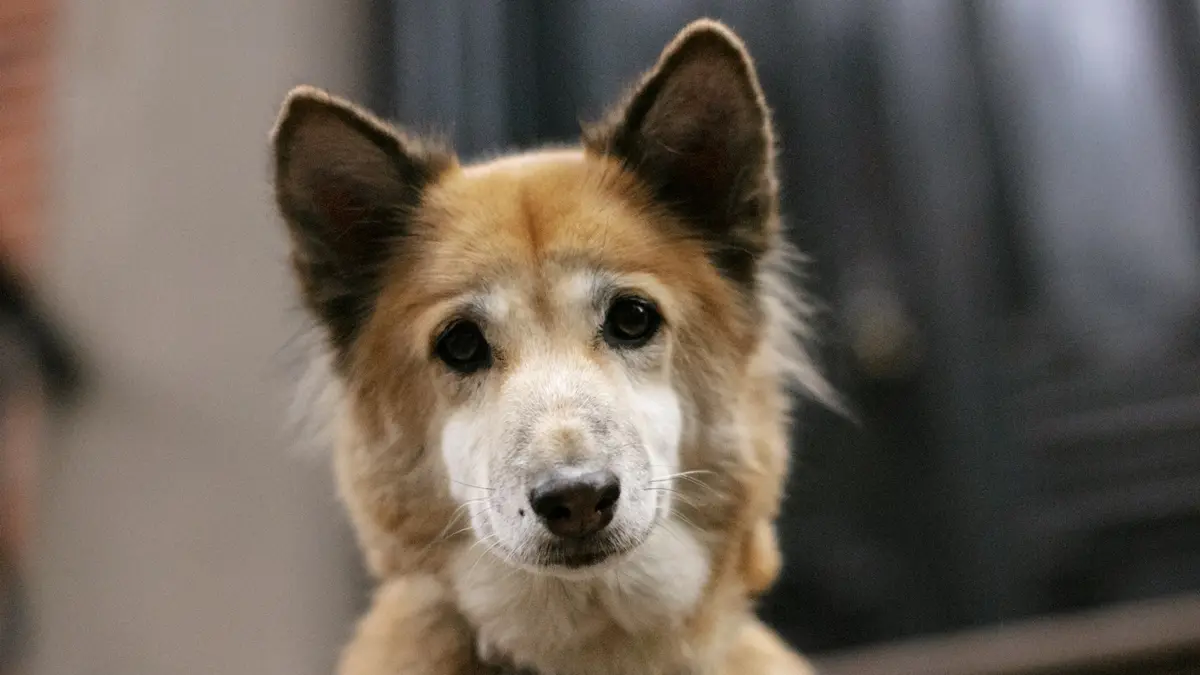 Invasão de cachorro em pista do aeroporto de Congonhas cancela voos no DF