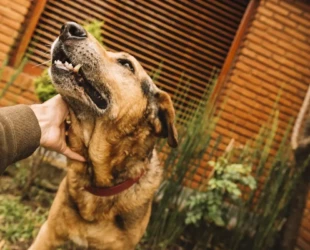 Lei cria regras para hospedagem de animais em Goiás