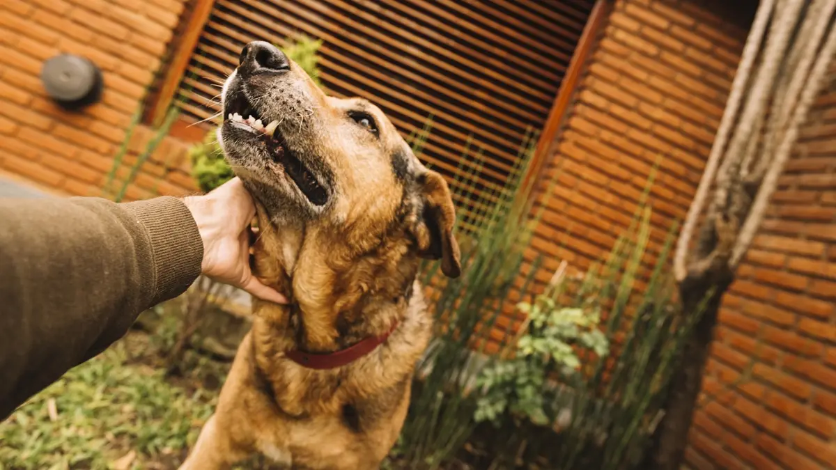 Lei cria regras para hospedagem de animais em Goiás