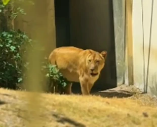 Leoa que matou jovem em João Pessoa volta para seu recinto no Parque da Bica