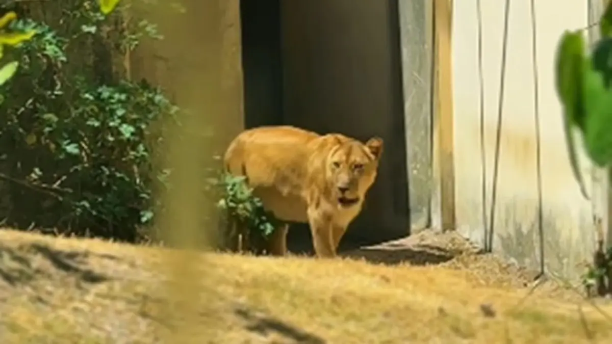 Leoa que matou jovem em João Pessoa volta para seu recinto no Parque da Bica
