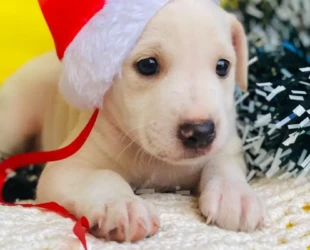 MiauDote: Goiânia recebe feira de adoção e cães e gatos no próximo sábado