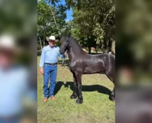 Caiado exibe cavalo Aquiles, presente de Gusttavo Lima: 'Olha que beleza'