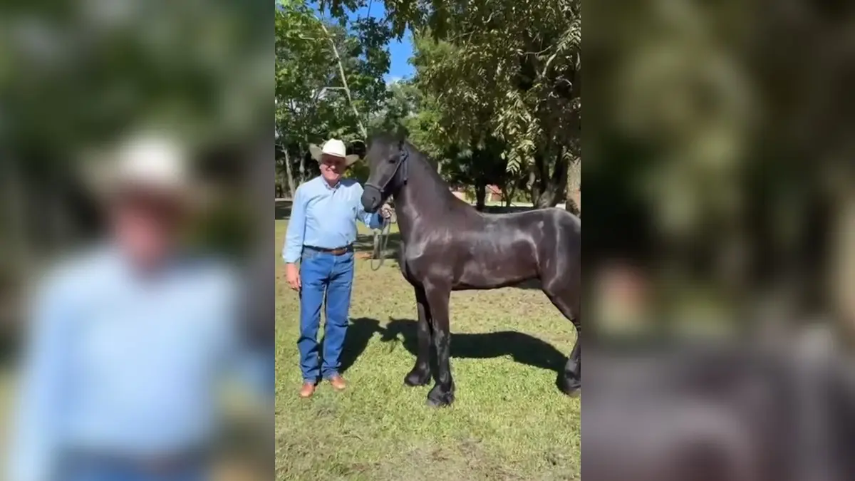 Caiado exibe cavalo Aquiles, presente de Gusttavo Lima: 'Olha que beleza'