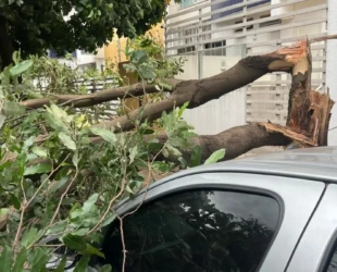 Temporal de terça-feira derrubou ao menos 61 árvores em Goiânia