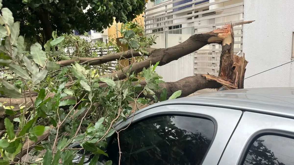 Temporal de terça-feira derrubou ao menos 61 árvores em Goiânia