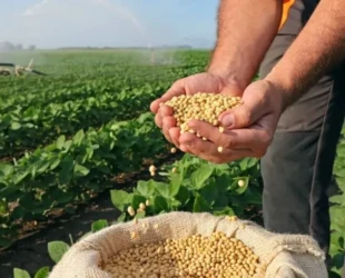 Grao-soja-onde-e-produzida-maos-agricultor-980x490