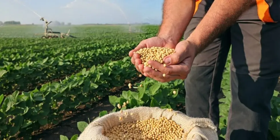 Grao-soja-onde-e-produzida-maos-agricultor-980x490