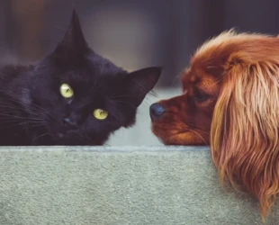 Projeto prevê o enterro de cães e gatos de Goiânia nos jazigos das famílias dos tutores