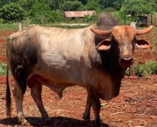 Captura de Tela 2026-01-06 às 21.13.11