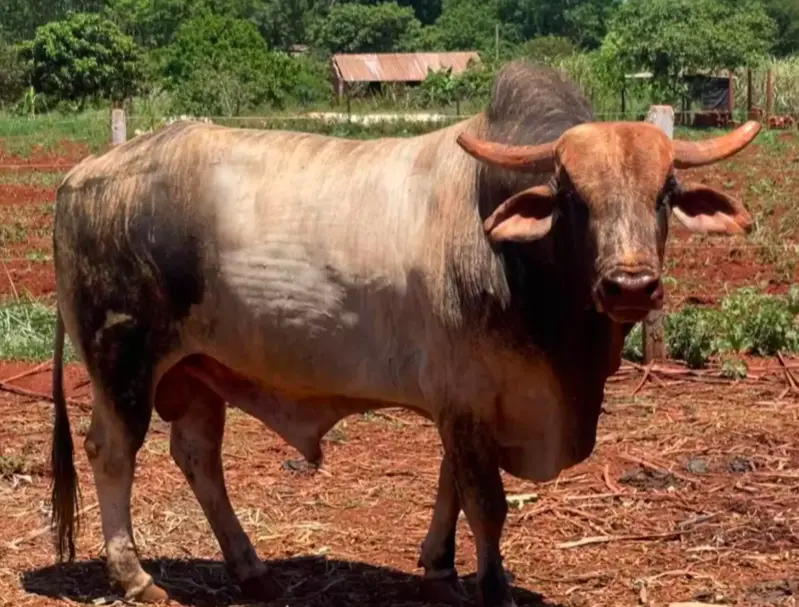 Captura de Tela 2026-01-06 às 21.13.11