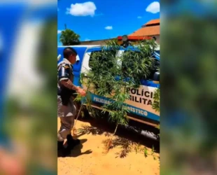 PM em Caldas Novas prende homem que cultivava pés de maconha no quintal