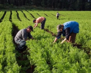 Goiás investe mais de R$ 80 milhões em agricultura familiar