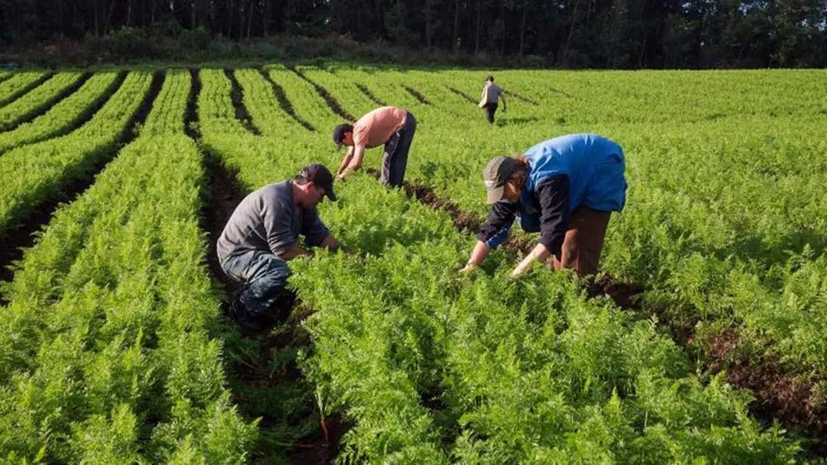 Goiás investe mais de R$ 80 milhões em agricultura familiar