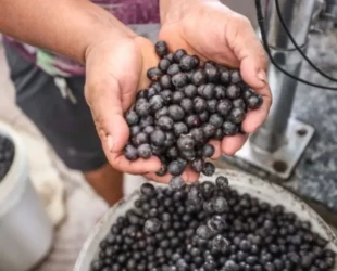 a-medida-do-ministrio-pblico-do-estado-do-par-decorre-de-indcios-de-irregularidades-identificadas-na-comercializao-do-fruto-na-regio-lq07eoxshfl-thumbnail