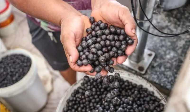 a-medida-do-ministrio-pblico-do-estado-do-par-decorre-de-indcios-de-irregularidades-identificadas-na-comercializao-do-fruto-na-regio-lq07eoxshfl-thumbnail