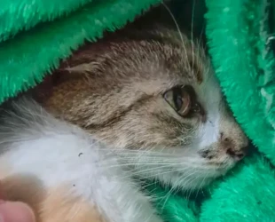 Captura de Tela 2026-02-06 às 16.01.50