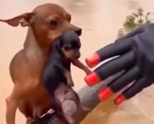 Captura de Tela 2026-02-13 às 23.11.08