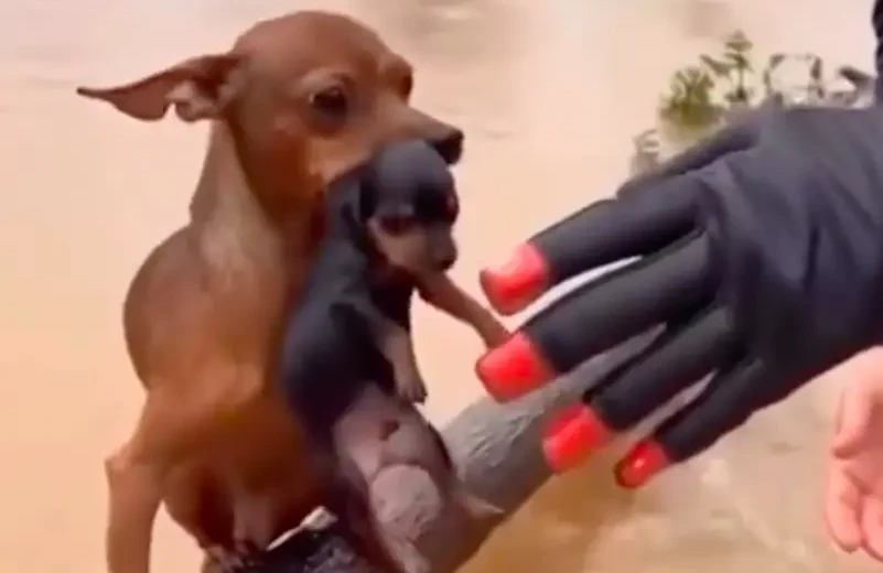 Captura de Tela 2026-02-13 às 23.11.08