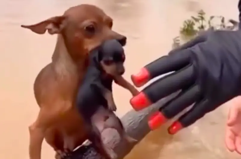 Captura de Tela 2026-02-13 às 23.11.08