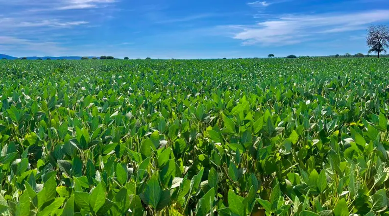 Captura de Tela 2026-02-18 às 12.38.20