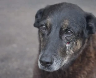 Após caso Orelho, governo federal estuda publicar decreto que agrava penas por maus-tratos