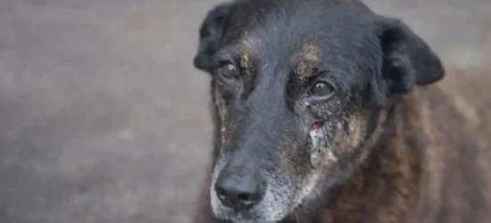 Após caso Orelho, governo federal estuda publicar decreto que agrava penas por maus-tratos