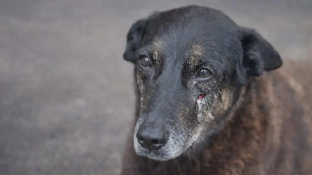 Após caso Orelho, governo federal estuda publicar decreto que agrava penas por maus-tratos