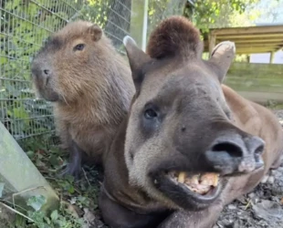 Inseparáveis, capivara e anta brasileira morrem juntas no zoológico do Reino Unido