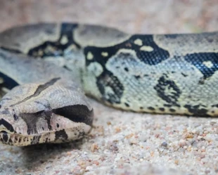 Jiboia altera tráfego na BR-060 em Anápolis; veja o resgate da PRF