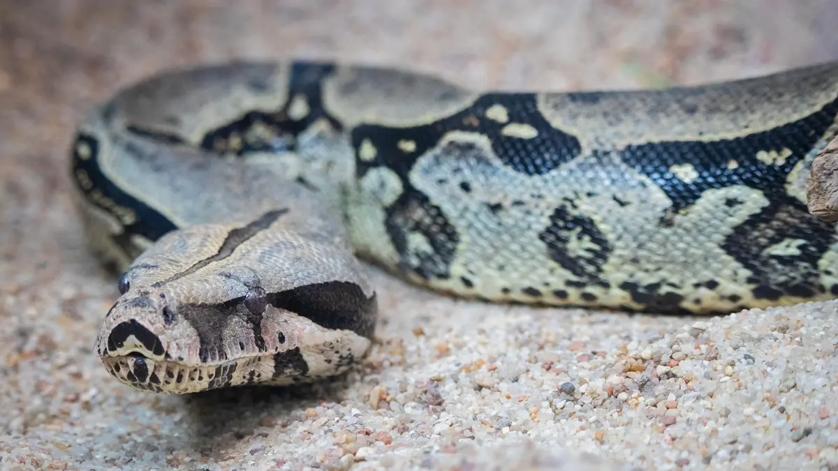 Jiboia altera tráfego na BR-060 em Anápolis; veja o resgate da PRF