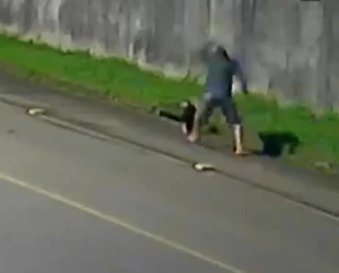 Homem agride tamanduá com pauladas