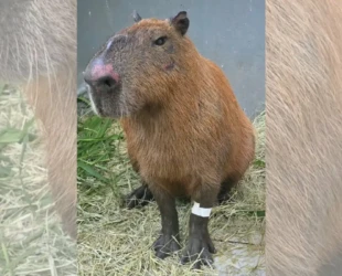 MP denuncia acusados de agredir capivara no Rio de Janeiro