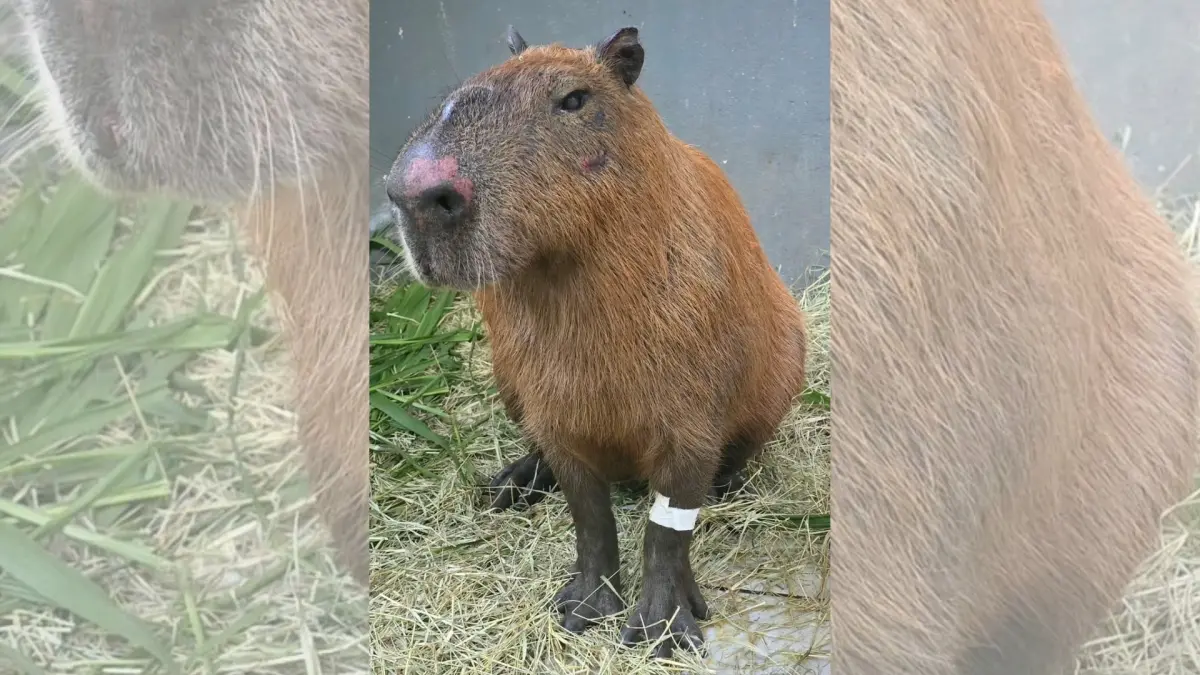 MP denuncia acusados de agredir capivara no Rio de Janeiro