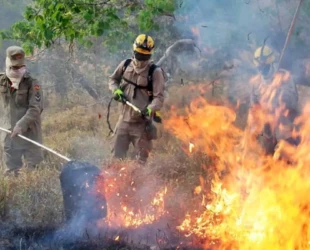 Goiás busca projetos que visam prevenir incêndios no Cerrado