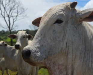 Goiás deve movimentar R$ 23,7 bilhões com bovinocultura em 2026