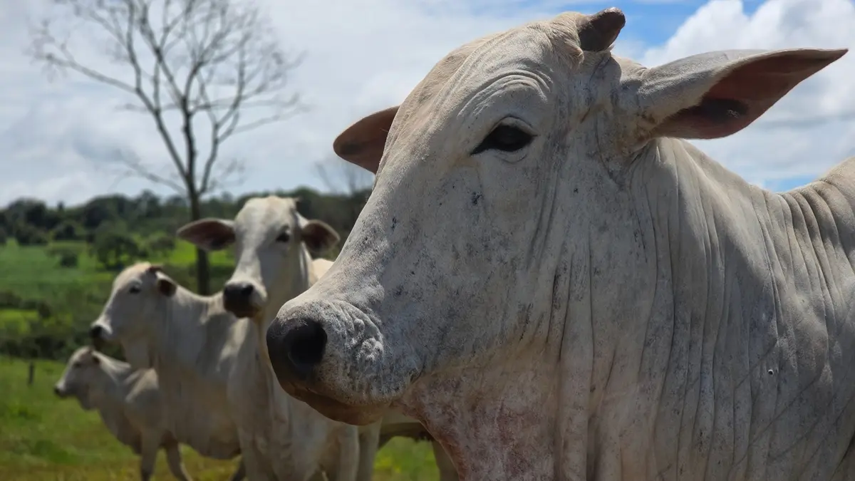 Goiás deve movimentar R$ 23,7 bilhões com bovinocultura em 2026