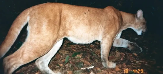 Criança é atacada por onça em Alto Paraíso
