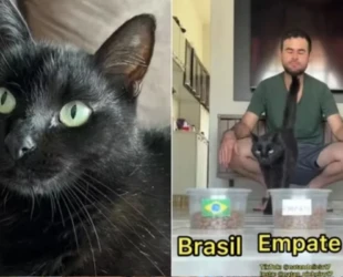 gato-1