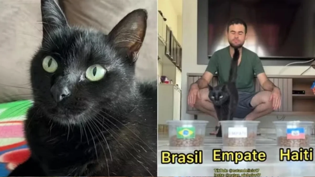 gato-1