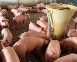 Alego aprova carne suína semanal na merenda escolar da rede estadual