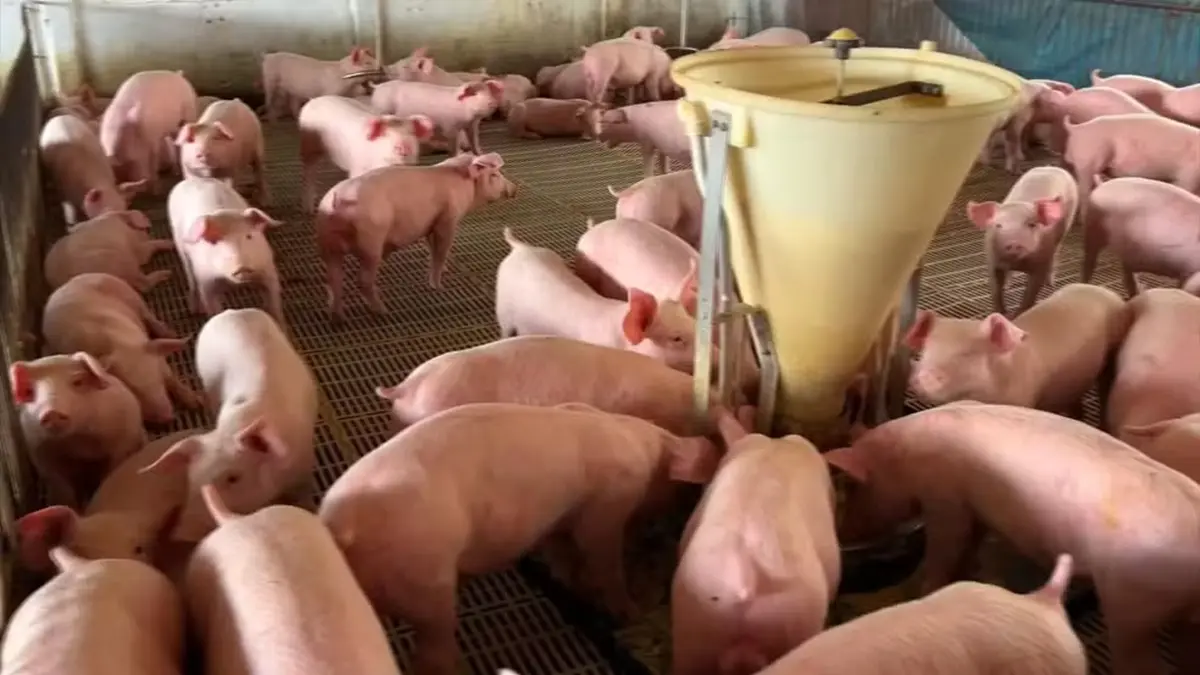 Alego aprova carne suína semanal na merenda escolar da rede estadual