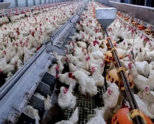 Abate de frango cresce 7,1% em Goiás, diz IBGE