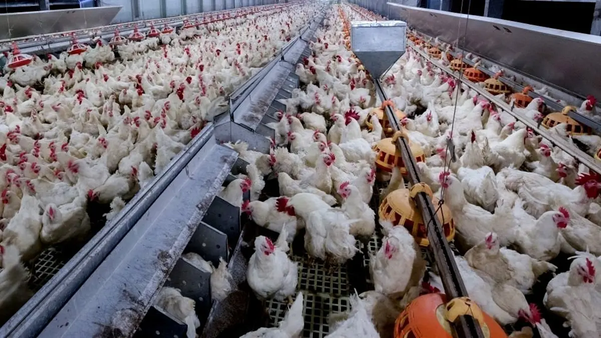 Abate de frango cresce 7,1% em Goiás, diz IBGE