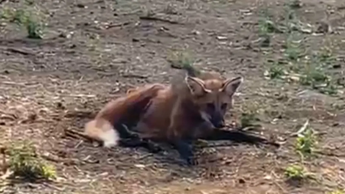 Bombeiros resgatam lobo-guará ferido em uma propriedade rural de Jataí